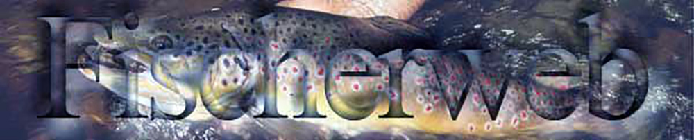 Webmaster Avi Christopher Fischerweb.ch